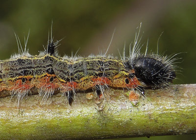 Angle-lined Prominent MothCaterpillar (7896)