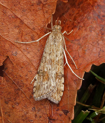 Lucerne Moth (5156)