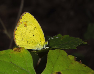 Little Yellow (Probably a Female)