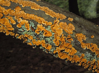Unidentified Tree Fungus and Lichens