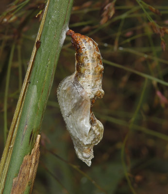 Gulf Fritillary Chrysalis, Lateral View