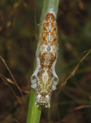 Gulf Fritillary Chrysalis, Dorsal View