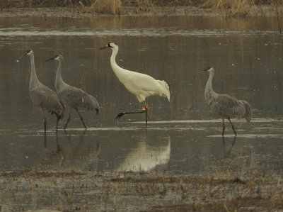 Whooping Crane with Three Sandhill Cranes