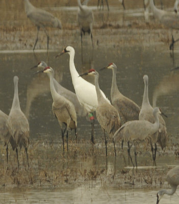 Whoopers and Sandhills