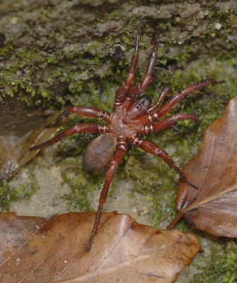 Trapdoor Spiders (Infraorder: Mygalomorphae)