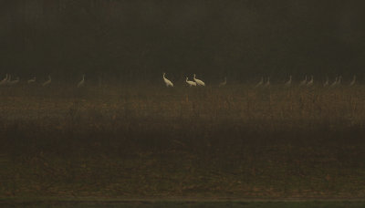 Long distance view of Whooping and Sandhill Cranes