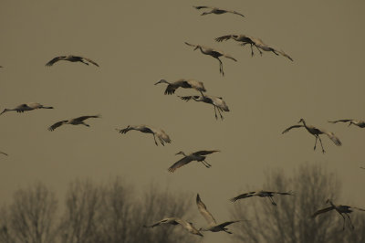 Sandhill Cranes Landing 