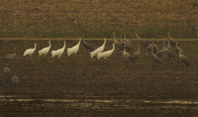 Six Whooping Cranes