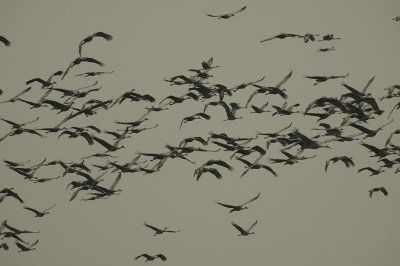 Sky Laden with Greater Sandhill Cranes