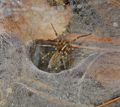 Funnel Web Spider (Grass Spider)