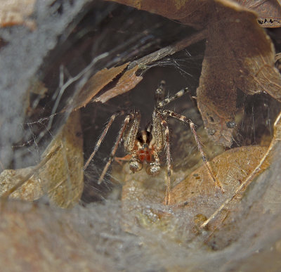 Funnel Web Spider (Grass Spider)