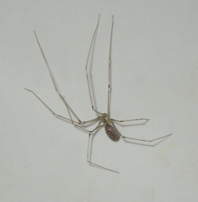 Longbodied Cellar Spider