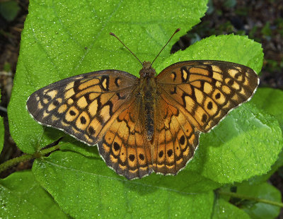Dorsal
