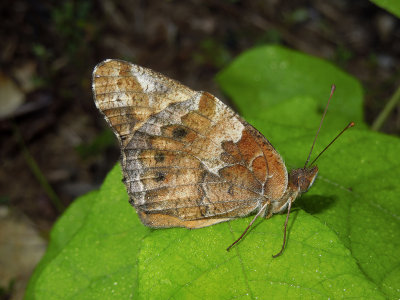 Lateral