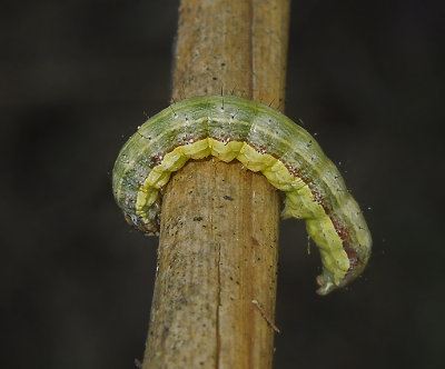 Corn Earworm Moth Larva (11068)