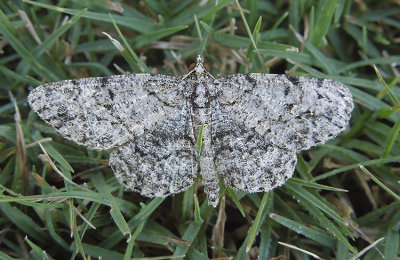 Porcelain Gray Moth (6598)