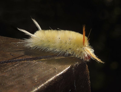 Sycamore Tussock Moth Caterpillar (8204)