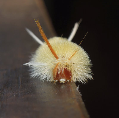 Sycamore Tussock Moth Caterpillar (8204)