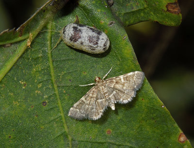 Yellow-spotted Webworm Moth (5176)