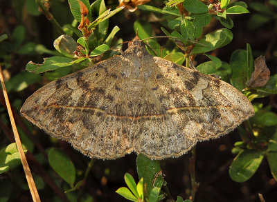  Velvetbean Caterpillar Moth (8574)
