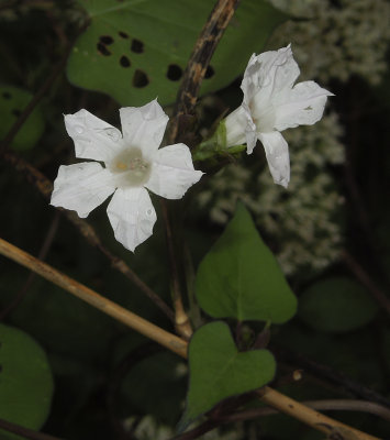 UI White Wildflower 