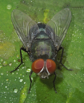 Houseflies, Fleshflies, Blowflies, Dung Flies and Related Flies