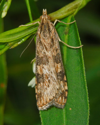 Lucerne Moth (5156)