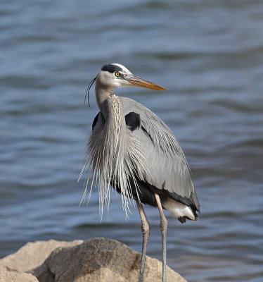 Video of Adult