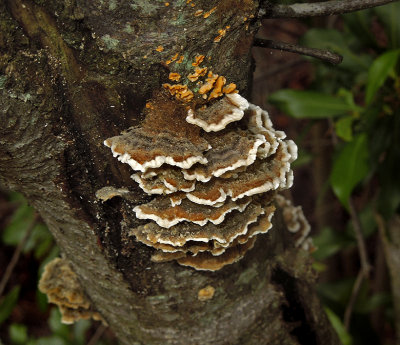 Unidentified Tree Fungus