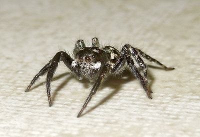 Phidippus sp.