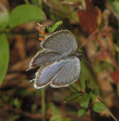 Eastern Tailed Blue