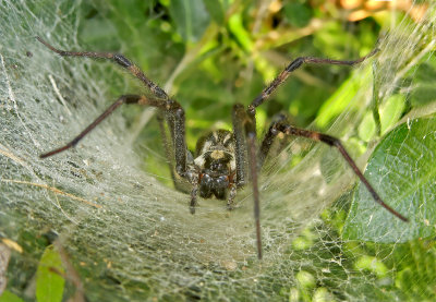 Funnel Web Spider 