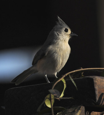 Tufted Titmouse