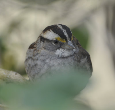 White-throated Sparrow 