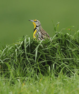 Eastern Meadowlark 