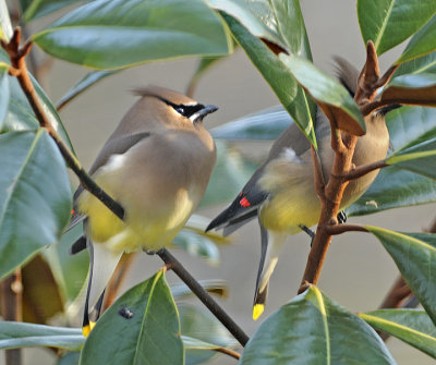Gathering in Magnolia Tree to Roost
