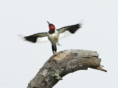 Red Headed Woodpecker 