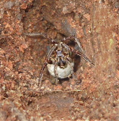 Burrowing Wolf Spider with Egg Sac