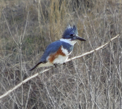 belted kingfisher (Female)