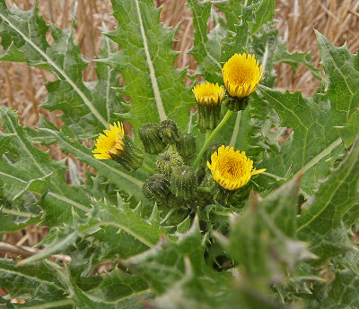 Thistle, Spiny-leaved Sow