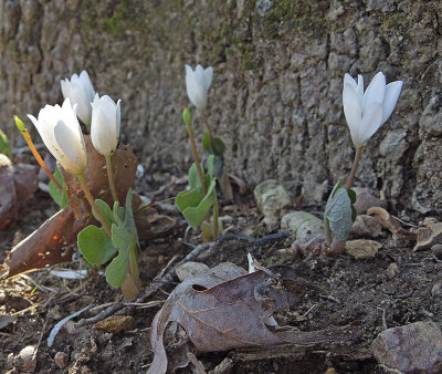 Bloodroot 