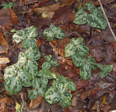 Toadshade Trilliums