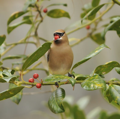 Cedar Waxwing