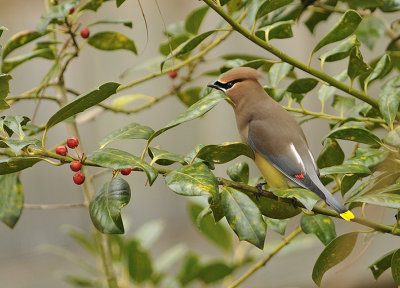 Cedar Waxwing