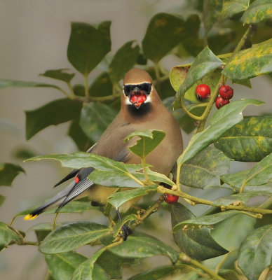 Cedar Waxwing