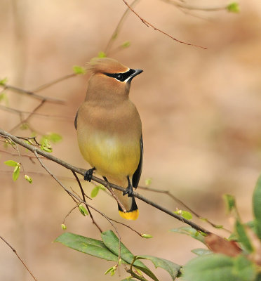 Cedar Waxwing