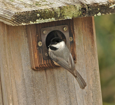 Scoping out the Bluebird Box