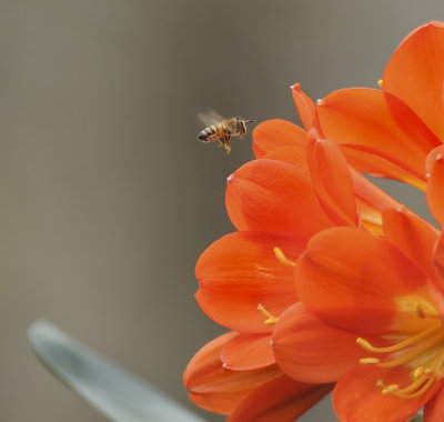 Honeybee on South African Clivia Plant