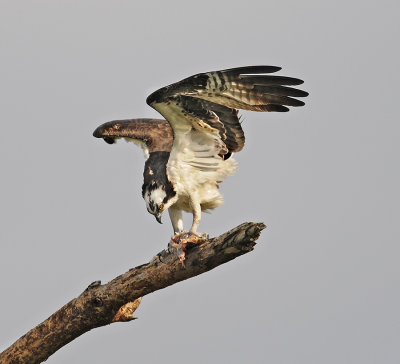 Osprey (Fish Hawk) with a Meal