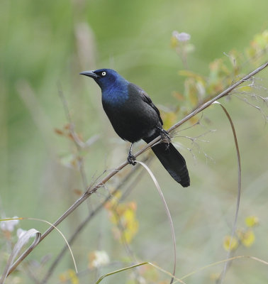 Common Grackle